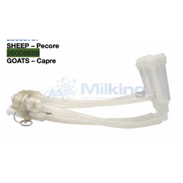 GRUPPO MUNGITORE CAPRE SHEPHERD